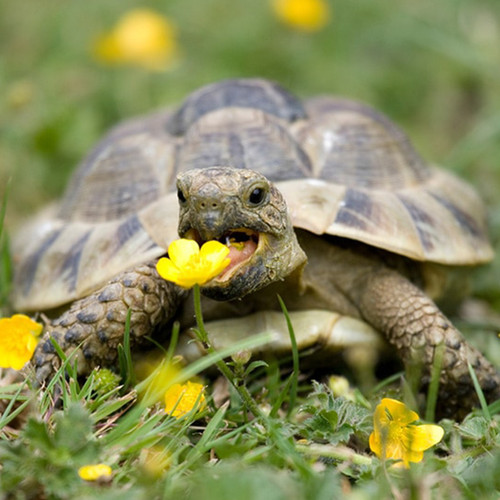 100 complete mix - 100, tortoise