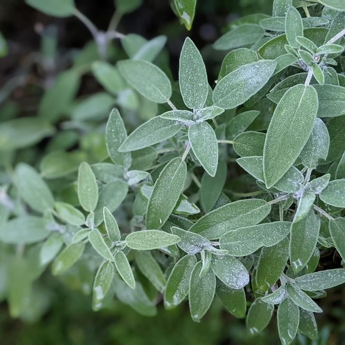 Sage herb plant 14cm pot - sage,