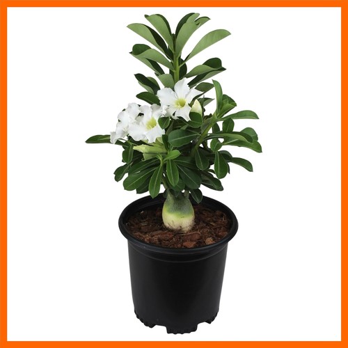 White desert rose - white,