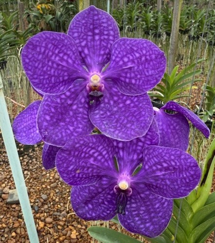 Rare vanda pachara delight - rare,