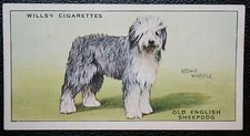 Old English Sheepdog   Bobtail    Vintage 1937 Illustrated Card  LE02M