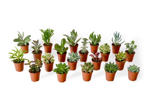Baby succulent plant mix - succulent,