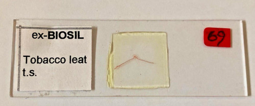 Biosil microscope specimen - ex-biosil,