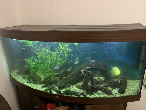 Fish tank used - fish,