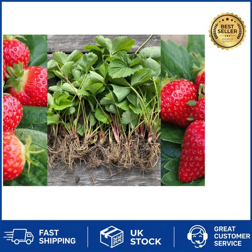 Grow delicious strawberries - grow,