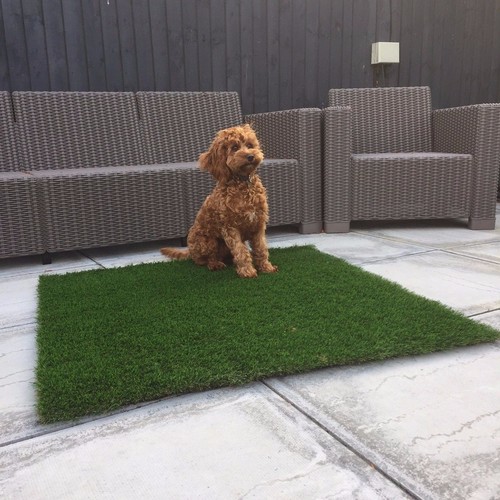 Luxury artificial grass dog - artificial,