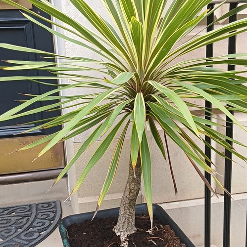 Yucca palm tree - palm,