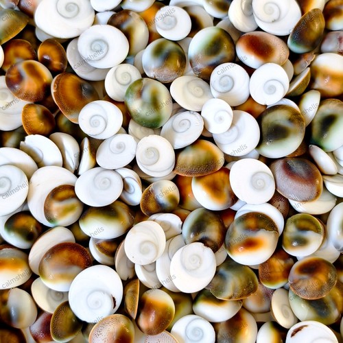 Natural turban snail shell - natural,