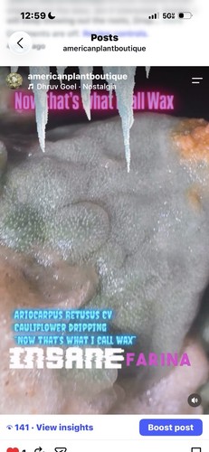 Aztekium ariocarpus - aztekium,