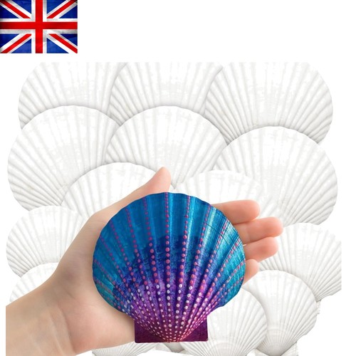 Large 18pcs white beach - white, shells