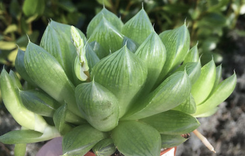 Haworthia cooperi 9cm potted - haworthia,