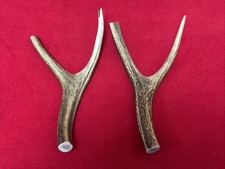 2 PIECES OF SIKA DEER ANTLERS, Y SHAPED FOR SLINGSHOT, WALKING STICKS ARTS (154)