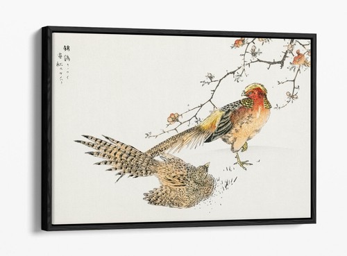 Numata kashu golden pheasant - kashu,,