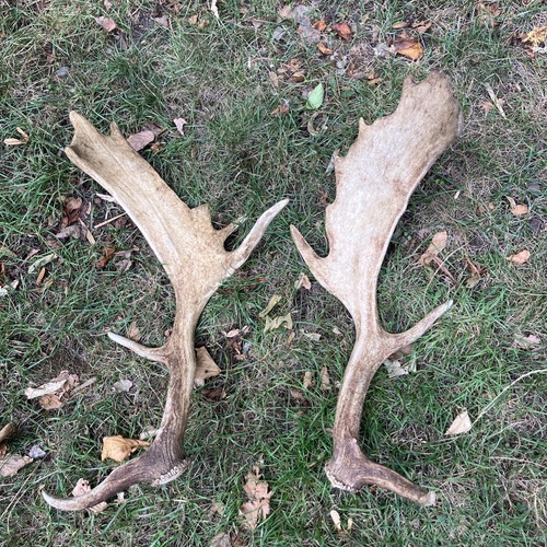 Pair fallow antlers - fallow,