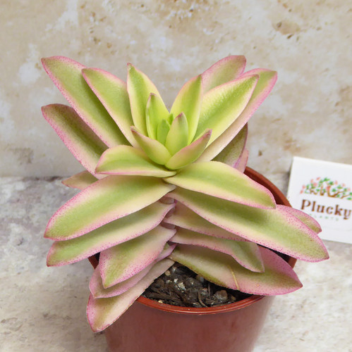 Crassula campfire variegata - 'campfire',