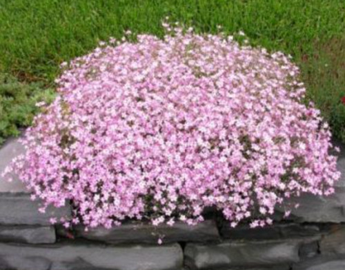 Gypsophila rose - gypsophila,