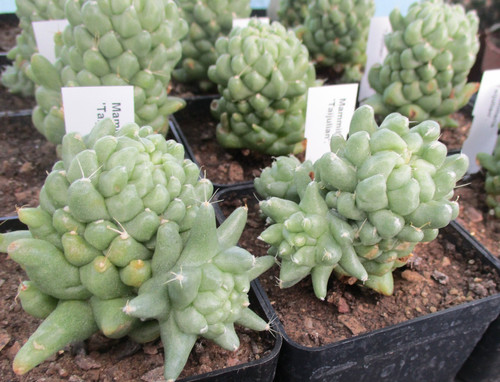 Mammillaria taijulian sport - mammillaria, 'taijulian'