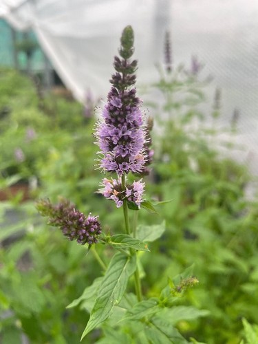 Best british mint - best,