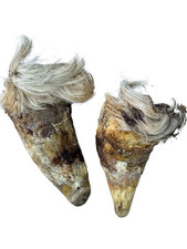 2X Medium Size Hairy Bull