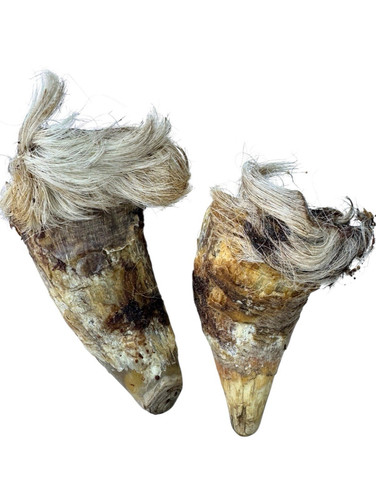 Medium size hairy - 2x,