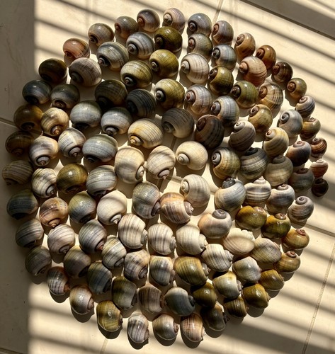 120 small florida apple snail - 120,