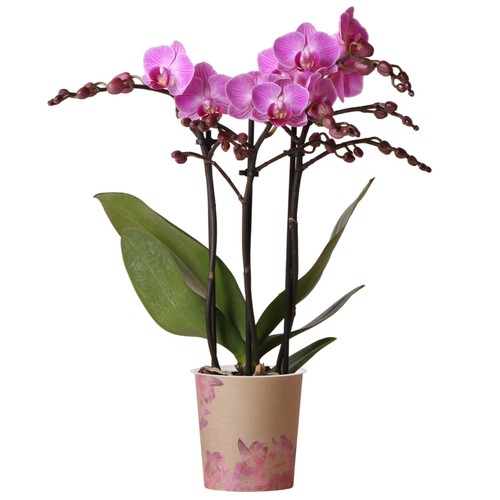 Orchid phalaenopsis vienna - phalaenopsis,