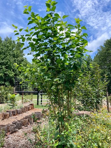 Fresh unrooted mulberry - fresh,