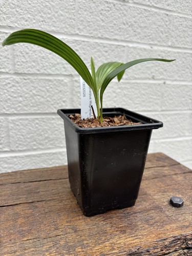 Trachycarpus wagnerianus 9cm - wagnerianus,