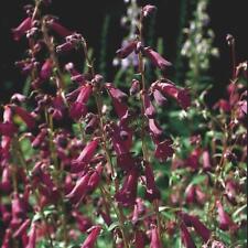 Penstemon Blackbird Perennial