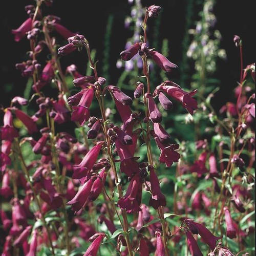 Penstemon blackbird 5cm - penstemon, x