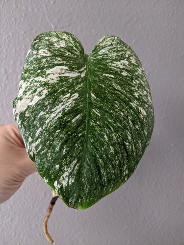 Monstera mint deliciosa - mint,