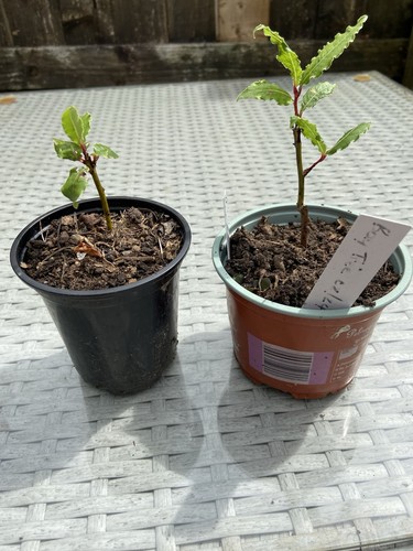Bay tree rooted - bay,