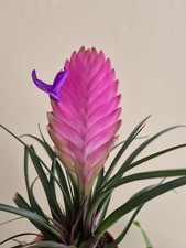 Tillandsia Air Plant Easy