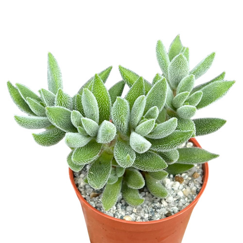 Crassula surprise party uk - 'surprise, party'