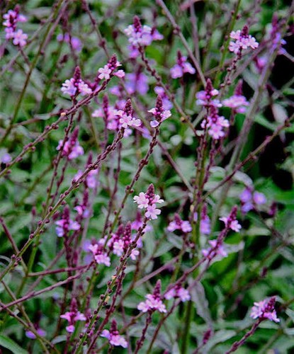 Verbena officinalis - x3,