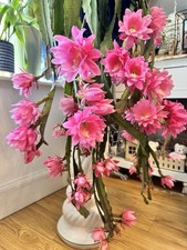 Epiphyllum Giant Empress, Rooted mature cutting 25cm+ , Large Pink/ Peach .