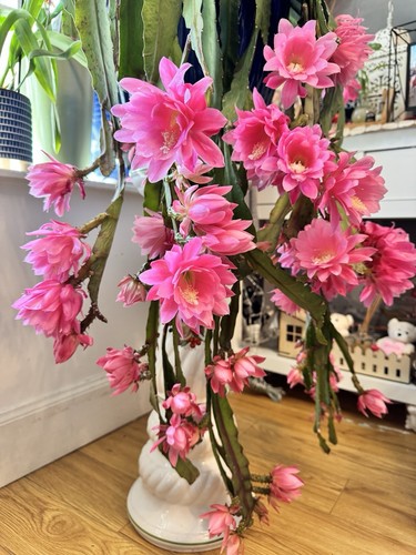 Epiphyllum giant empress - epiphyllum,