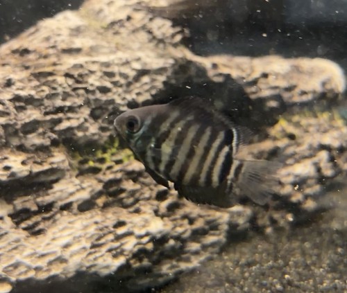 Green severum cichlid - severum, 1.5"