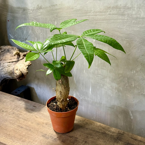 Pachira aquatica money tree - pachira,