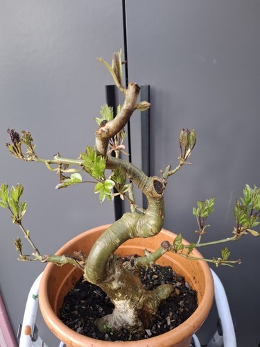 Very chunky yamadori - very,