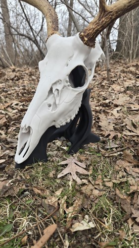 Whitetail deer european mount - deer,
