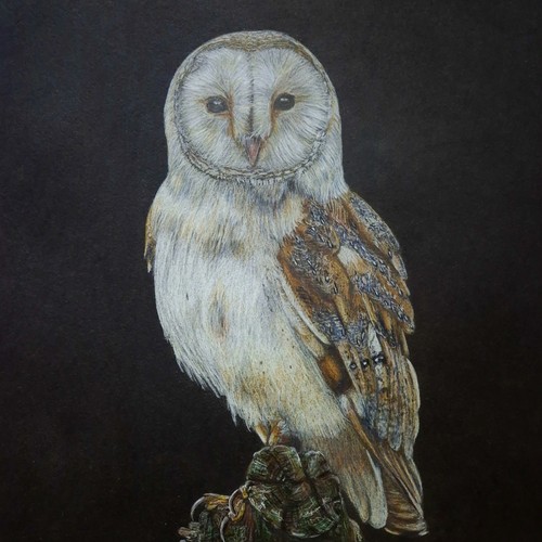Barn owl original artwork on - original,