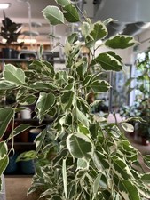 Ficus Benjamina Indoor Plant, Variegated Weeping Fig, 75cm Tall in a 14cm Pot