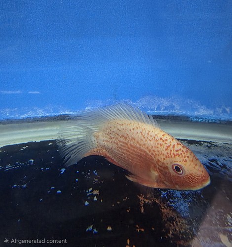 Cichlid severum super red - severum,