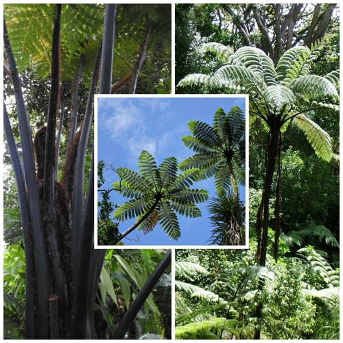Black tree fern one the - black, of