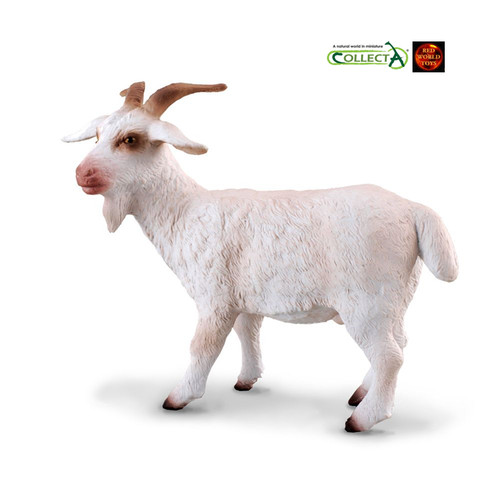 Billy goat white male - billy,