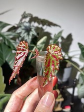 Begonia Amphioxus X Negrosensis fresh cutting rooting In Water