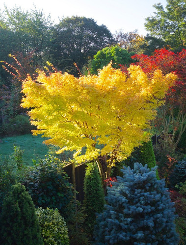 Acer palmatum sango - palmatum,
