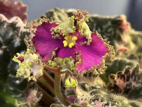 African violet saintpaulia - african,
