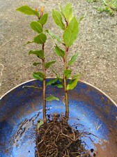 2 x Organic Bay Leaf Tree /young Plants / Laurus nobilis /ready for planting now